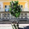Persian 'Bearss' Lime Tree -Fast Growing Trees Shop Persian Lime Tree FGT 600X600 5d0fa168 5ad8 45d9 a4b3 f984ad624629