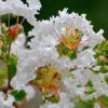 Petite Snow™ Crape Myrtle Tree -Fast Growing Trees Shop Petite Snow Crape Myrtle 600x600 439479aa ee2a 4480 a47a 1c705887b9c5