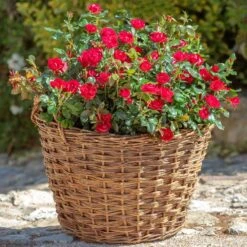 Petite Knock Out® Rose -Fast Growing Trees Shop Petite Red Knockout Rose2 FGT