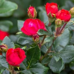 Petite Knock Out® Rose -Fast Growing Trees Shop Petite Red Knockout Rose3