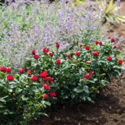 Petite Knock Out® Rose -Fast Growing Trees Shop Petite Red Knockout Rose4