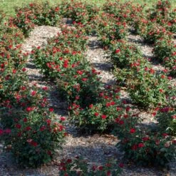 Petite Knock Out® Rose -Fast Growing Trees Shop Petite Red Knockout Rose6