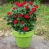Petite Knock Out® Rose -Fast Growing Trees Shop Petite Red Knockout Rose FGT 600x600 70e7a7b5 d660 489f 9ff3 cb48bafed0b7