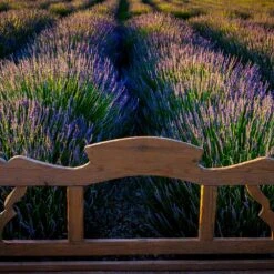 Phenomenal™ Lavender Plant -Fast Growing Trees Shop Phenomenal Lavender 8 FGT