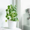 Pilea Peperomioides (Pancake Plant) 8 Pilea Peperomioides (Pancake Plant) -Fast Growing Trees Shop Pilea Pancake Plant FGT 600x6005 790aec39 dc5d 4914 880d e848f81aa5e3