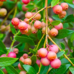 Pink Lemonade Blueberry Bush -Fast Growing Trees Shop Pin Lemonade Blueberry 1 26802e0d 4603 49c8 8784 fb7544bea792