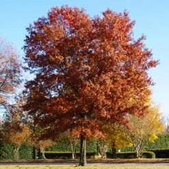 Pin Oak Tree -Fast Growing Trees Shop Pin Oak 5 FGT