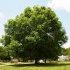 Pin Oak Tree -Fast Growing Trees Shop Pin Oak FGT 600x600 c4defe34 4bd0 4d62 8fe8 b2d365e03b60