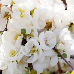 Pineapple Quince Tree -Fast Growing Trees Shop Pineapple Quince 1 FGT