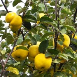 Pineapple Quince Tree -Fast Growing Trees Shop Pineapple Quince 7