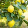 Pineapple Quince Tree 4 Pineapple Quince Tree -Fast Growing Trees Shop Pineapple Quince FGT 600x600 c9f82864 a730 4f25 b785 970b4c0a07c4