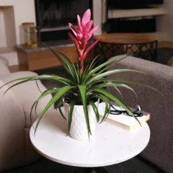 5-Inch Bromeliad In Decorative Pot 11 5-Inch Bromeliad In Decorative Pot -Fast Growing Trees Shop Pink Bromiliad 4