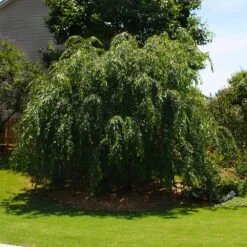 Pink Weeping Cherry Tree -Fast Growing Trees Shop Pink Double Weeping Cherry 2