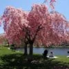 Pink Weeping Cherry Tree -Fast Growing Trees Shop Pink Double Weeping Cherry FGT 600x600 fe3202ca cfcc 4c82 beaf b9dc8cd4cd7b