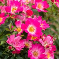 Pink Drift® Rose -Fast Growing Trees Shop Pink Drift Rose 1 FGT