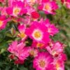 Pink Drift® Rose -Fast Growing Trees Shop Pink Drift Rose FGT 600x600 20d4fd32 04cb 474a b152 7b9c720d0596