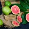 Tropical Pink Guava Tree -Fast Growing Trees Shop Pink Guava FGT 600x600 241d4b5b 612f 43eb 9e6d a98136a2444d