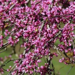 Pink Heartbreaker Redbud Tree -Fast Growing Trees Shop Pink Heartbreaker Redbud 1