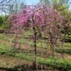 Pink Heartbreaker Redbud Tree -Fast Growing Trees Shop Pink Heartbreaker Redbud 600x600 9f119770 559c 4357 915b 2c8485395d8f