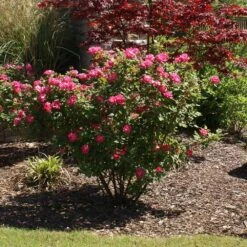 Double Pink Knock Out® Rose -Fast Growing Trees Shop Pink Knockout Shrub 3