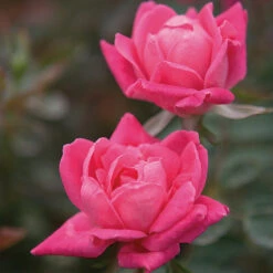 Double Pink Knock Out® Rose -Fast Growing Trees Shop Pink Knockout Shrub 4 FGT
