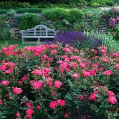 Double Pink Knock Out® Rose -Fast Growing Trees Shop Pink Knockout Shrub 6