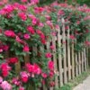 Double Pink Knock Out® Rose -Fast Growing Trees Shop Pink Knockout Shrub FGT 600x600 407160bc 6cbd 4bfb a426 0fedff3ee3ec