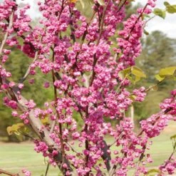 'Pink Pom Poms' Redbud Tree -Fast Growing Trees Shop Pink Pom Pom Redbud 2