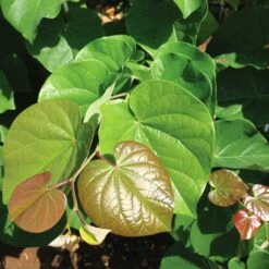 'Pink Pom Poms' Redbud Tree -Fast Growing Trees Shop Pink Pom Pom Redbud 4