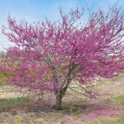 'Pink Pom Poms' Redbud Tree -Fast Growing Trees Shop Pink Pom Pom Redbud 5