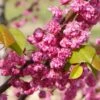'Pink Pom Poms' Redbud Tree 10 'Pink Pom Poms' Redbud Tree -Fast Growing Trees Shop Pink Pom Pom Redbud 600x600 a00001f4 ef81 4d0b 98ff cc2c03ee584a