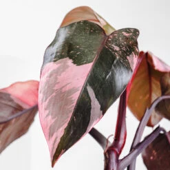Pink Princess Philodendron -Fast Growing Trees Shop Pink Princess 2