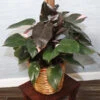 Pink Princess Philodendron -Fast Growing Trees Shop Pink Princess 600x600 250cf36f 165f 48f1 a254 60f5f1fe3bd0