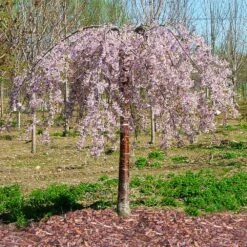 Pink Snow Showers™ Weeping Cherry Tree -Fast Growing Trees Shop Pink Snow Showers Flowering Chery 1