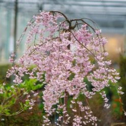Pink Snow Showers™ Weeping Cherry Tree -Fast Growing Trees Shop Pink Snow Showers Flowering Chery 2