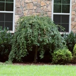 Pink Snow Showers™ Weeping Cherry Tree -Fast Growing Trees Shop Pink Snow Showers Flowering Chery 4