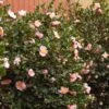 Pink-A-Boo® Camellia Shrub 8 Pink-A-Boo® Camellia Shrub -Fast Growing Trees Shop Pink a Boo camellia 600x600 3883eb6d a151 4440 aa86 e2f1f3b3294b