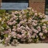 Pinkie Indian Hawthorn Shrub -Fast Growing Trees Shop Pink indian Hawthorn FGT 600x600 b037c8ee 072c 4901 9102 ad473234d9c8