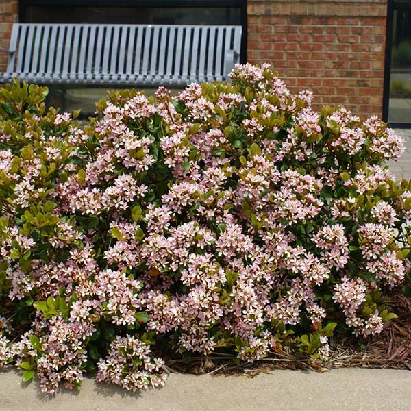 Pinkie Indian Hawthorn Shrub 1 Pinkie Indian Hawthorn Shrub