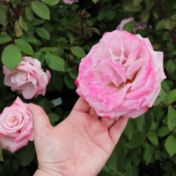 Pinkerbelle™ Rose 7 Pinkerbelle™ Rose -Fast Growing Trees Shop Pinkerbelle Rose 3 FGT