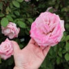 Pinkerbelle™ Rose -Fast Growing Trees Shop Pinkerbelle Rose FGT 600x600 be6e8406 d8dc 4685 a65d fbdcdd122191