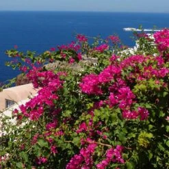 Pink Pixie Bougainvillea -Fast Growing Trees Shop Pixie Pink BOugainv illea FGT 3