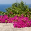 Pink Pixie Bougainvillea -Fast Growing Trees Shop Pixie Pink BOugainvillea FGT 600x6004 b15a7a11 8d12 4e58 a9fe 00bf0e9b4685