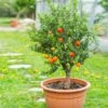 Pixie Mandarin Tree 12 Pixie Mandarin Tree -Fast Growing Trees Shop Pixie Mandarin Tree FGT 600x600 e99a8ce9 e0fd 4891 bcec f674402f83e1
