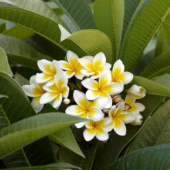 Plumeria -Fast Growing Trees Shop Plumeria white