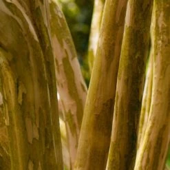 Pink Velour Crape Myrtle -Fast Growing Trees Shop Pnk Velour Crape Myrtle