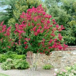 Pink Velour Crape Myrtle -Fast Growing Trees Shop Pnk Velour Crape Myrtle 4 FGT
