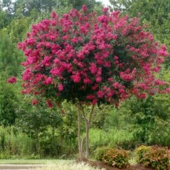 Pink Velour Crape Myrtle -Fast Growing Trees Shop Pnk Velour Crape Myrtle 5 FGT