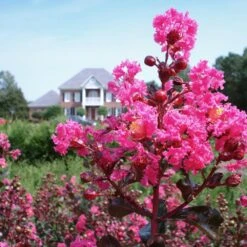Pink Velour Crape Myrtle -Fast Growing Trees Shop Pnk Velour Crape Myrtle 6 FGT