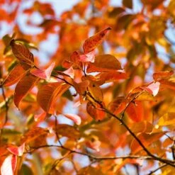 Pink Velour Crape Myrtle -Fast Growing Trees Shop Pnk Velour Crape Myrtle 8